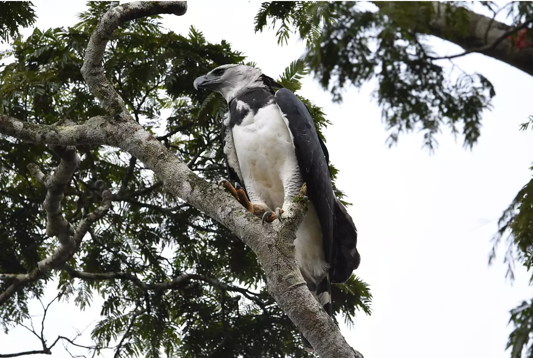 Harpia, uma das maiores aves de rapina do mundo, é fotografada em Minas Gerais